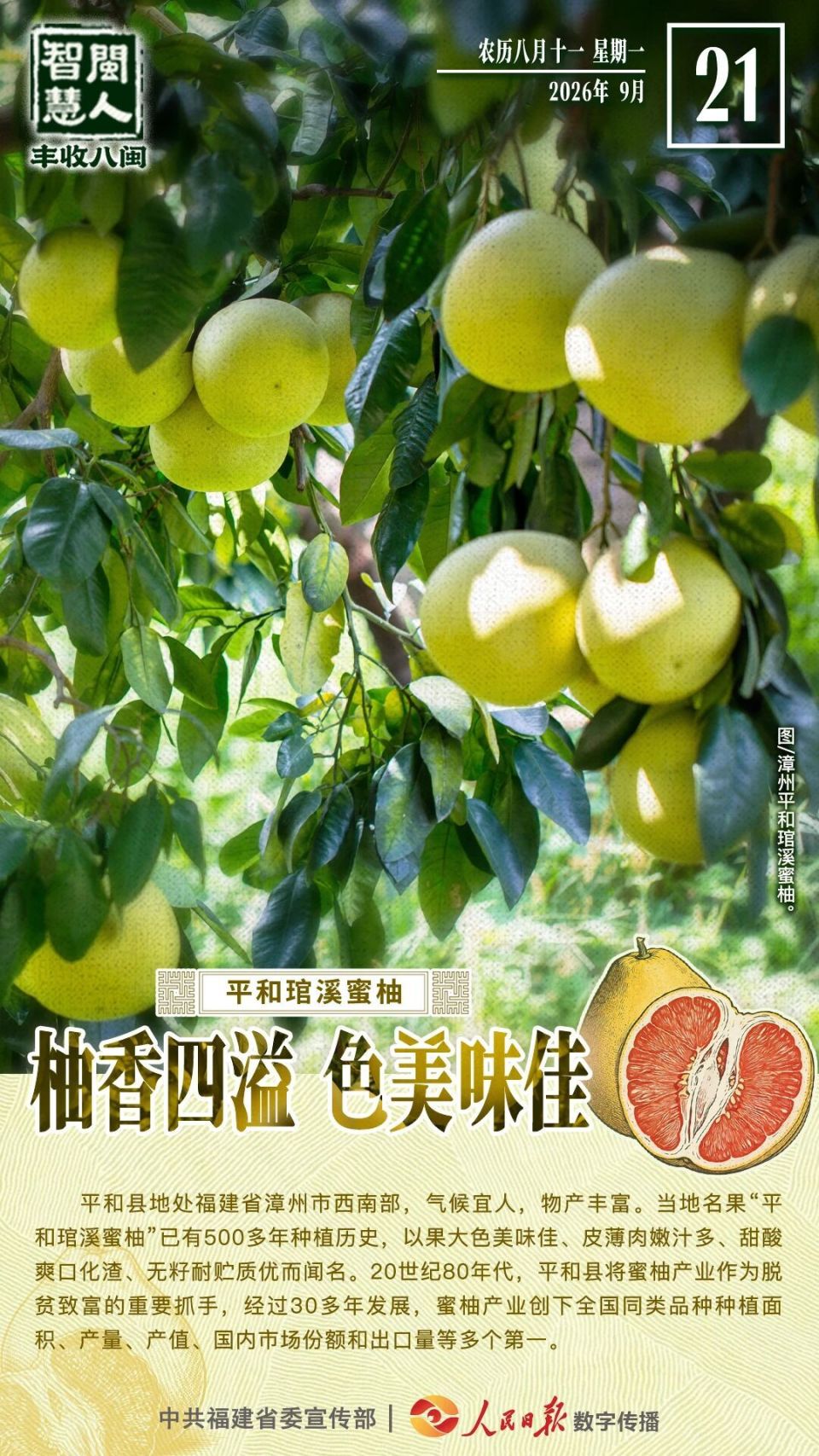 闽人智慧丨平和琯溪蜜柚：柚香四溢，色美味佳_腾讯新闻