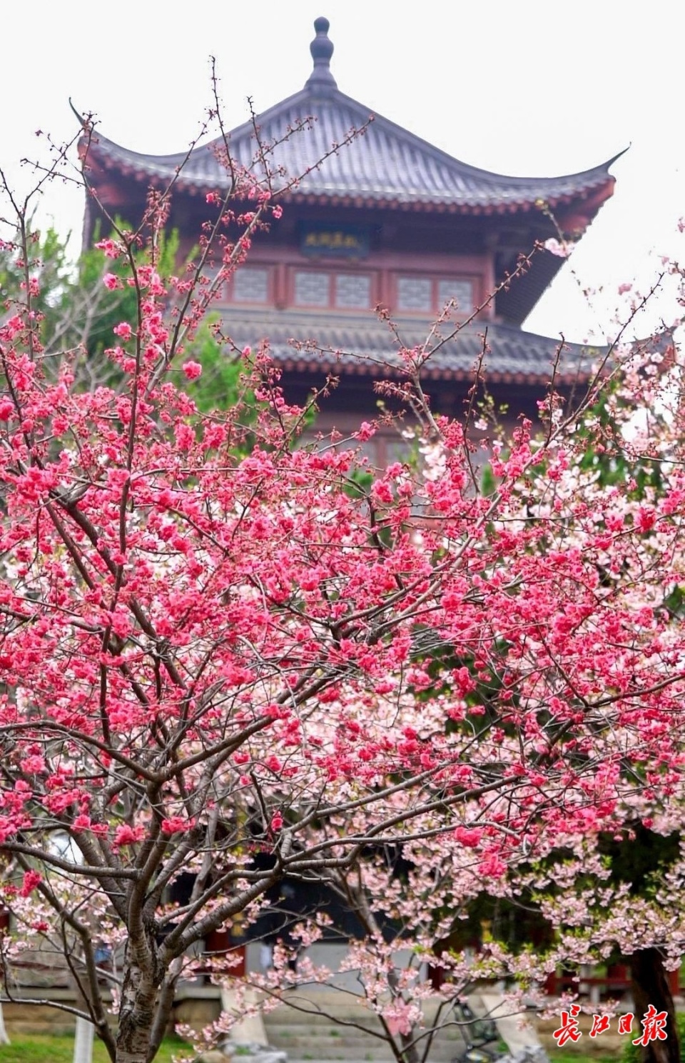 武汉最新赏樱地图发布，全市百株以上樱花林有100处_腾讯新闻