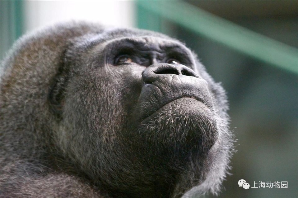 大猩猩"博罗曼"随着社会的进步,动物园不再仅仅是娱乐大众的场所了,它