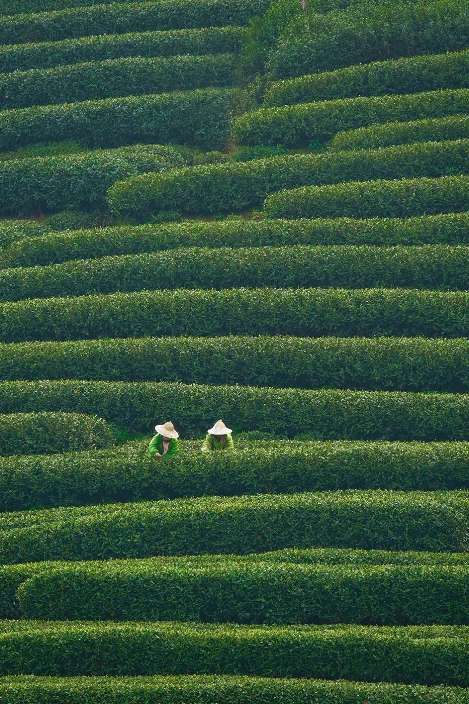 "杭州最老的线路,装满了我的童年!"这篇暖文,戳中了好多人