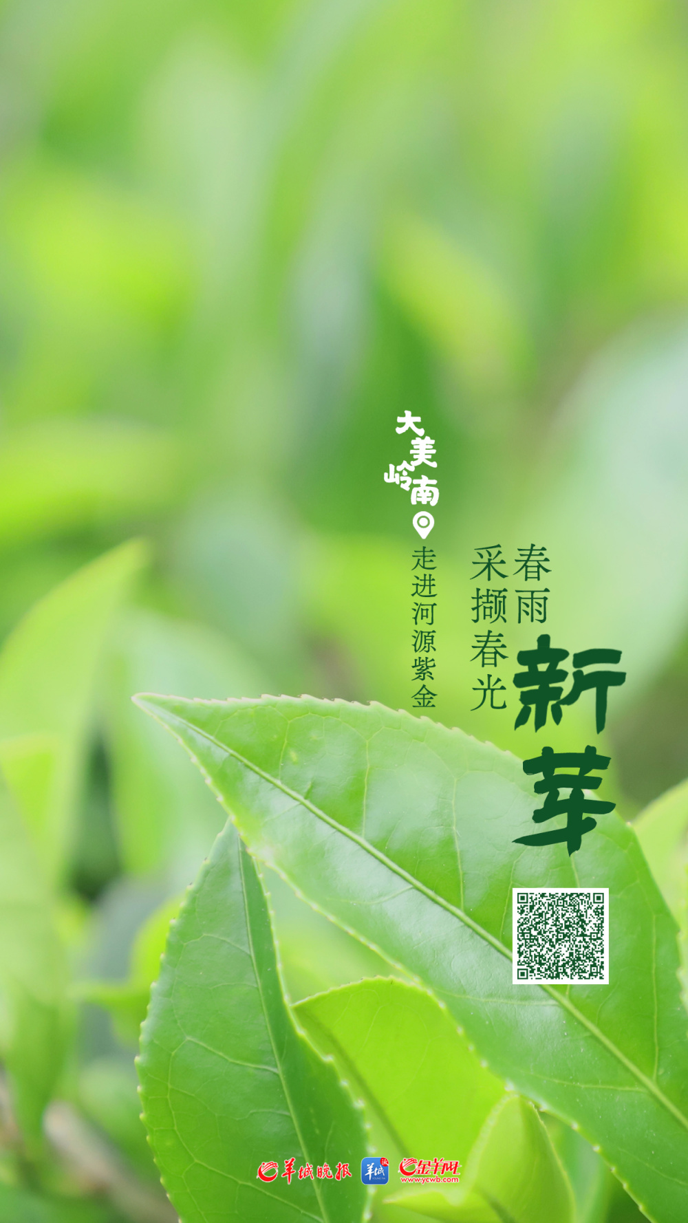 视频·大美岭南 | 河源紫金:春雨新芽 采撷春光_腾讯新闻