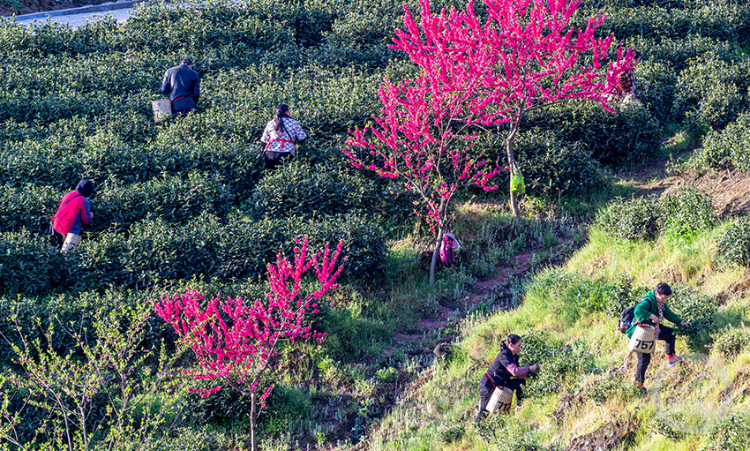 南川:水土治理茶香满园