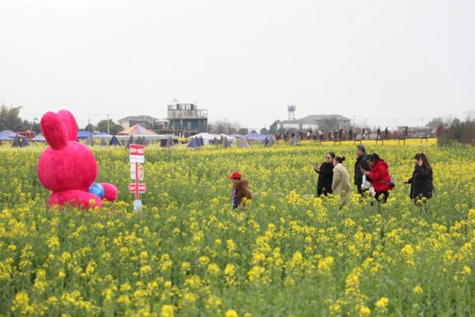 德阳油菜花图片