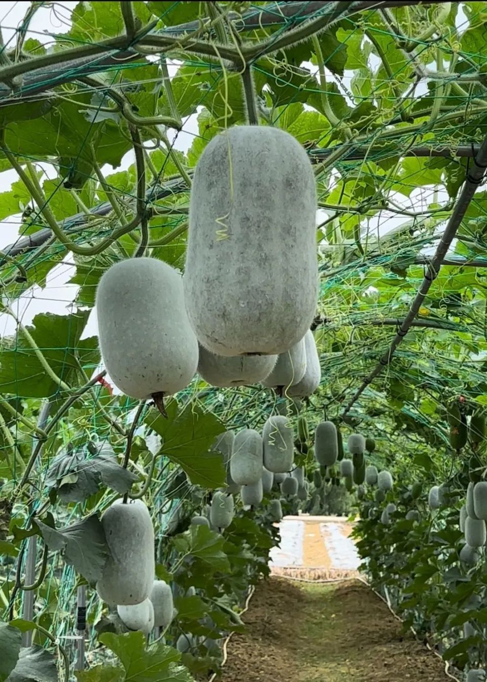 桔色的西葫芦瓜肥圆的丝瓜……缩小版的冬瓜白玉色的茄子与众不同| 农