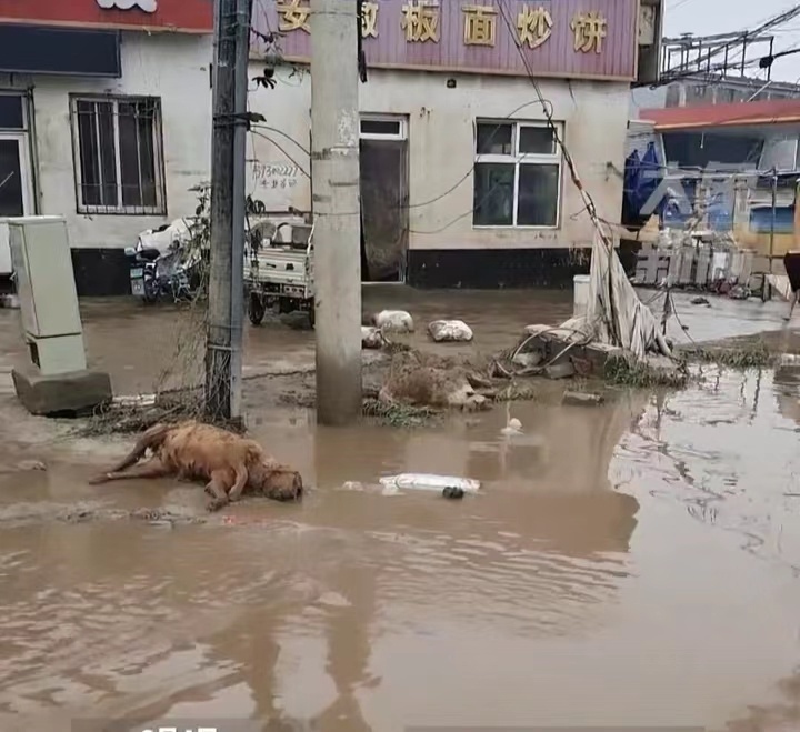 洪水退去后有动物尸体倒在路边。图/视频截图