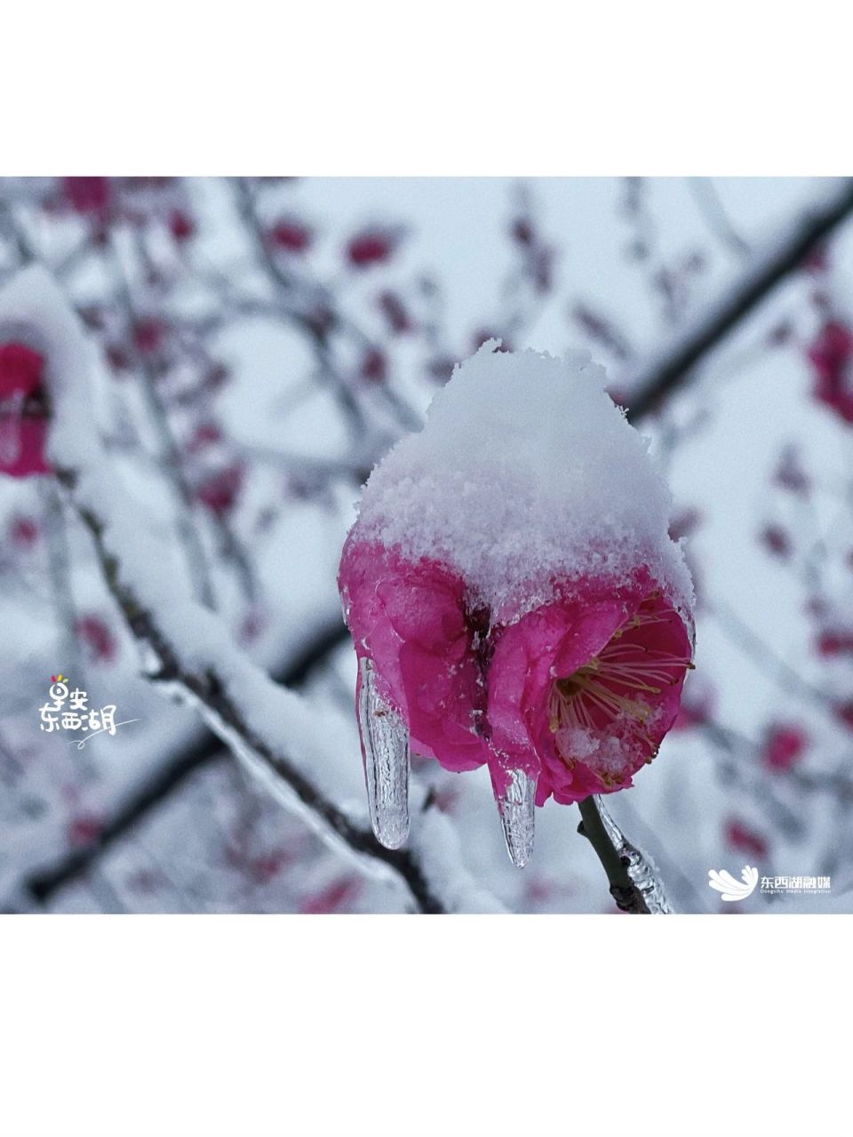 雪梅无糖纯天然