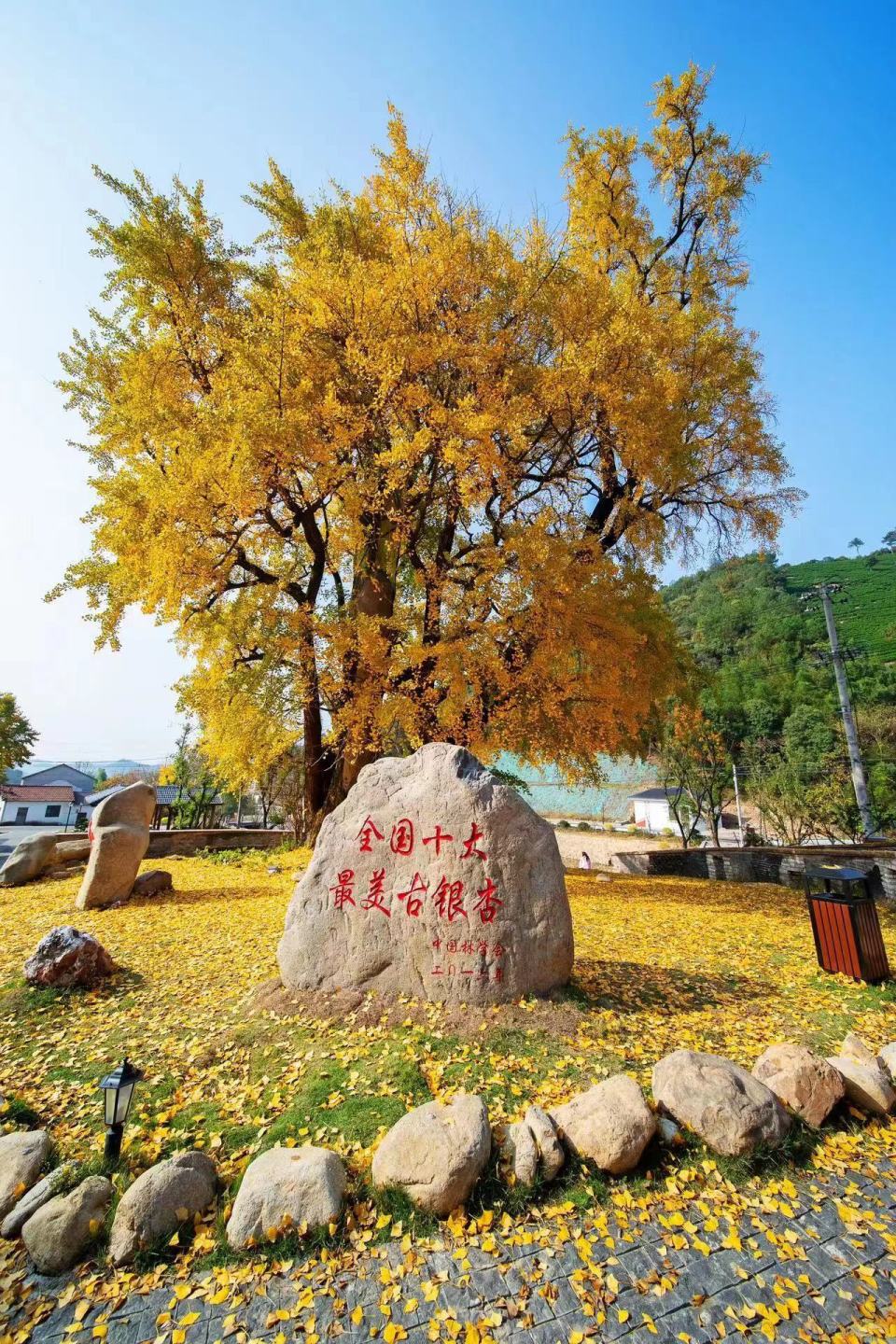 (桂国华 摄)随着银杏公园的建成,古银杏树得到了更好的保护和利用,也