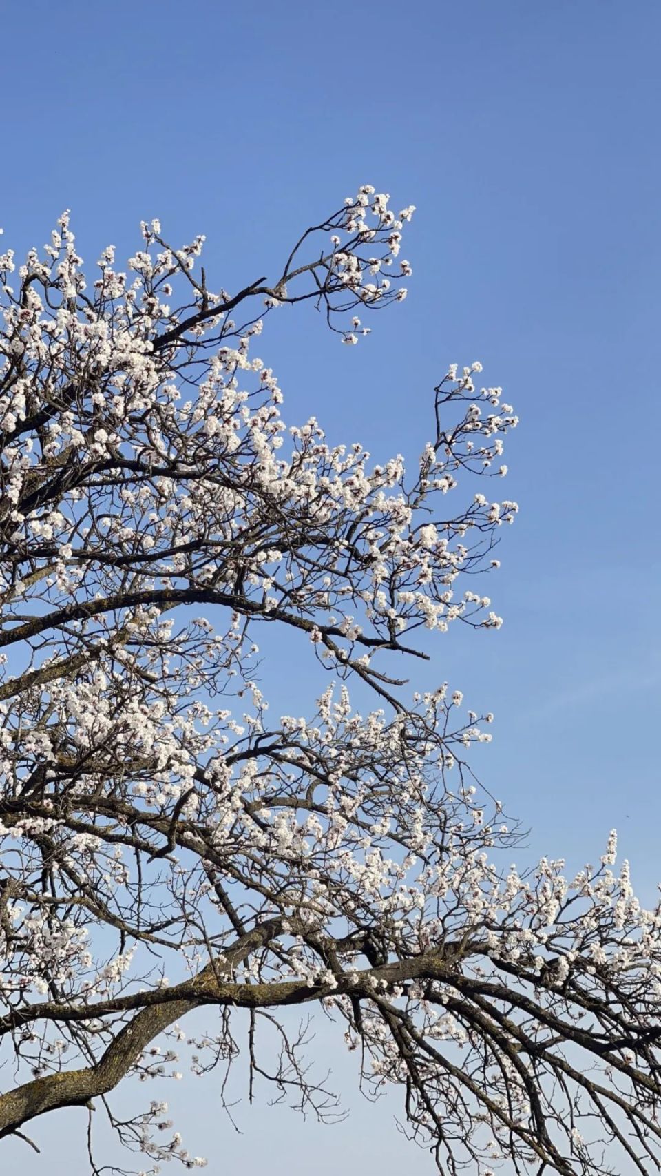 一点庆阳 陇上名家诗歌 | 北地(陈默)_腾讯新闻