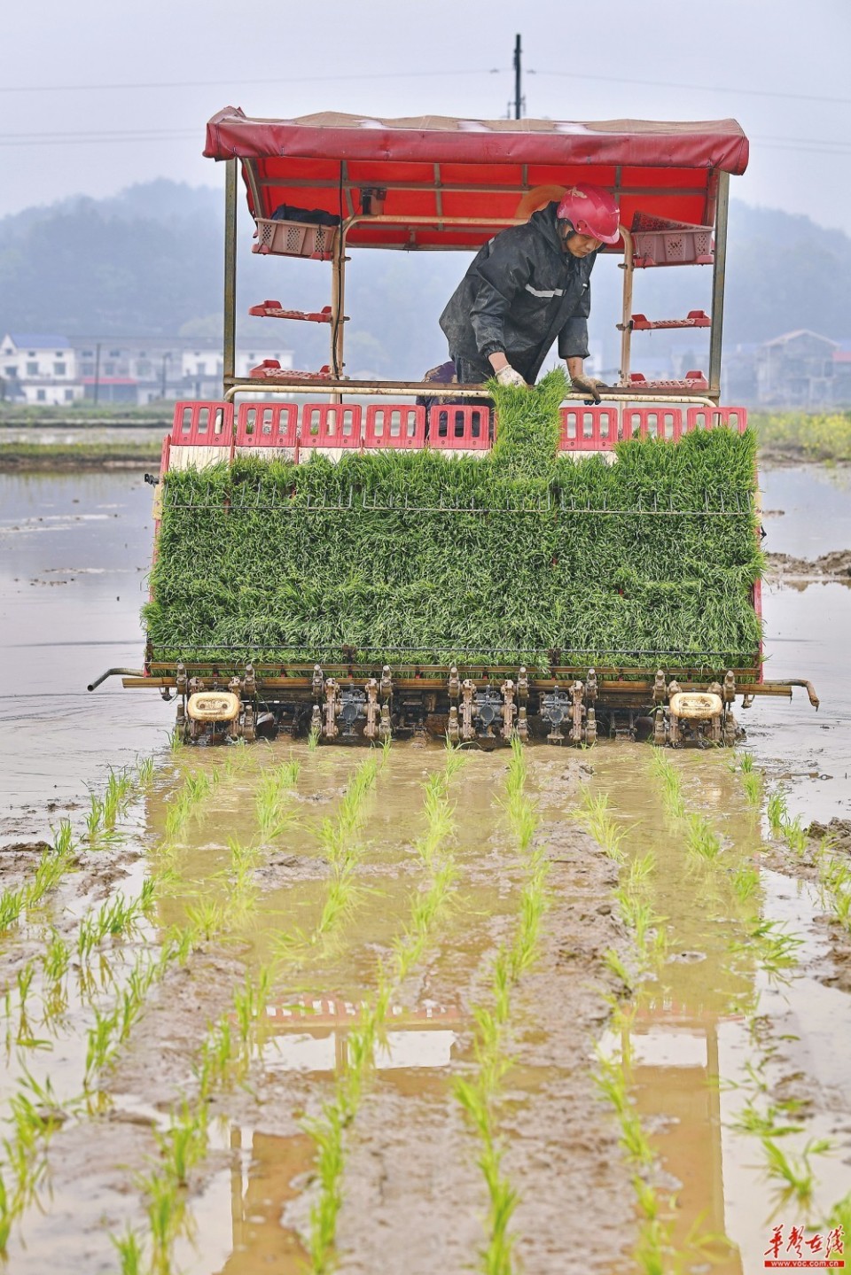 机械插秧早稻下田