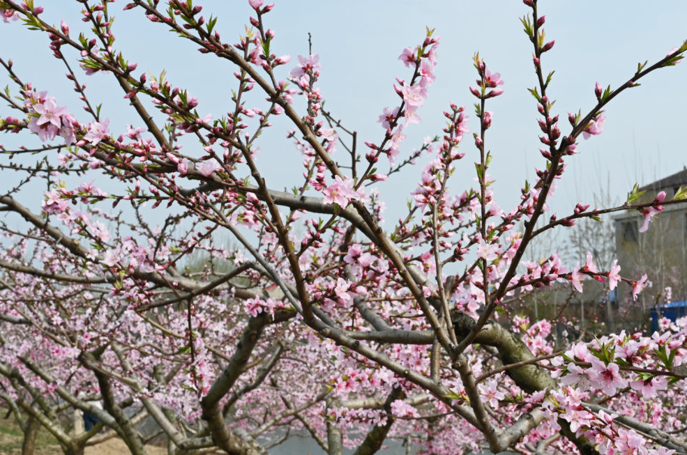 桃花生长图图片