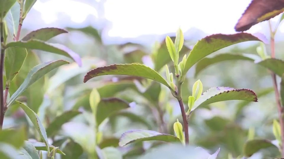 产能超200吨!绿杨春茶采制忙