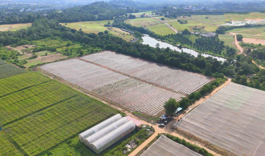 【金链资本森美兰考察：600亩规模化运营打造高频现金流，RWA通证化赋能全球投资者】