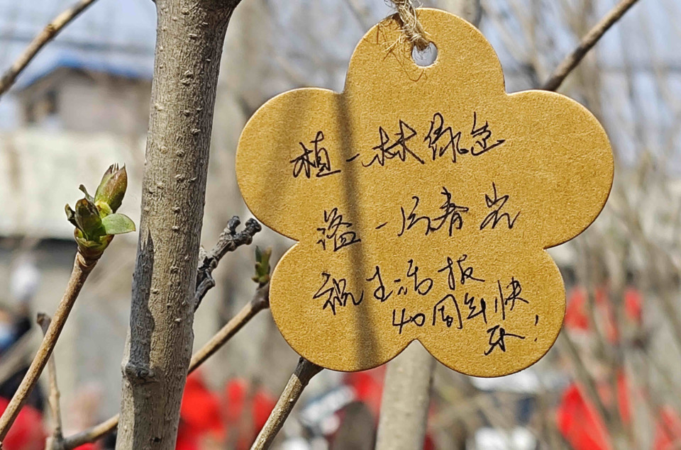 150株丁香扮美春日家乡!2024生活报公益植树活动举行