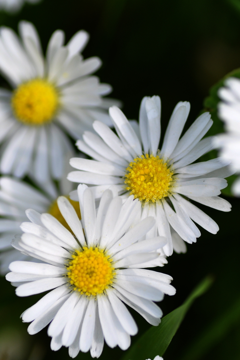 "预测"爱情的小花——雏菊丨芳草萋萋
