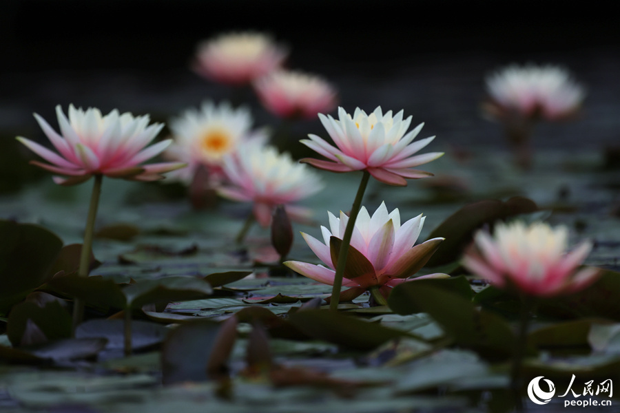 厦门睡莲竞相开唤起一池春