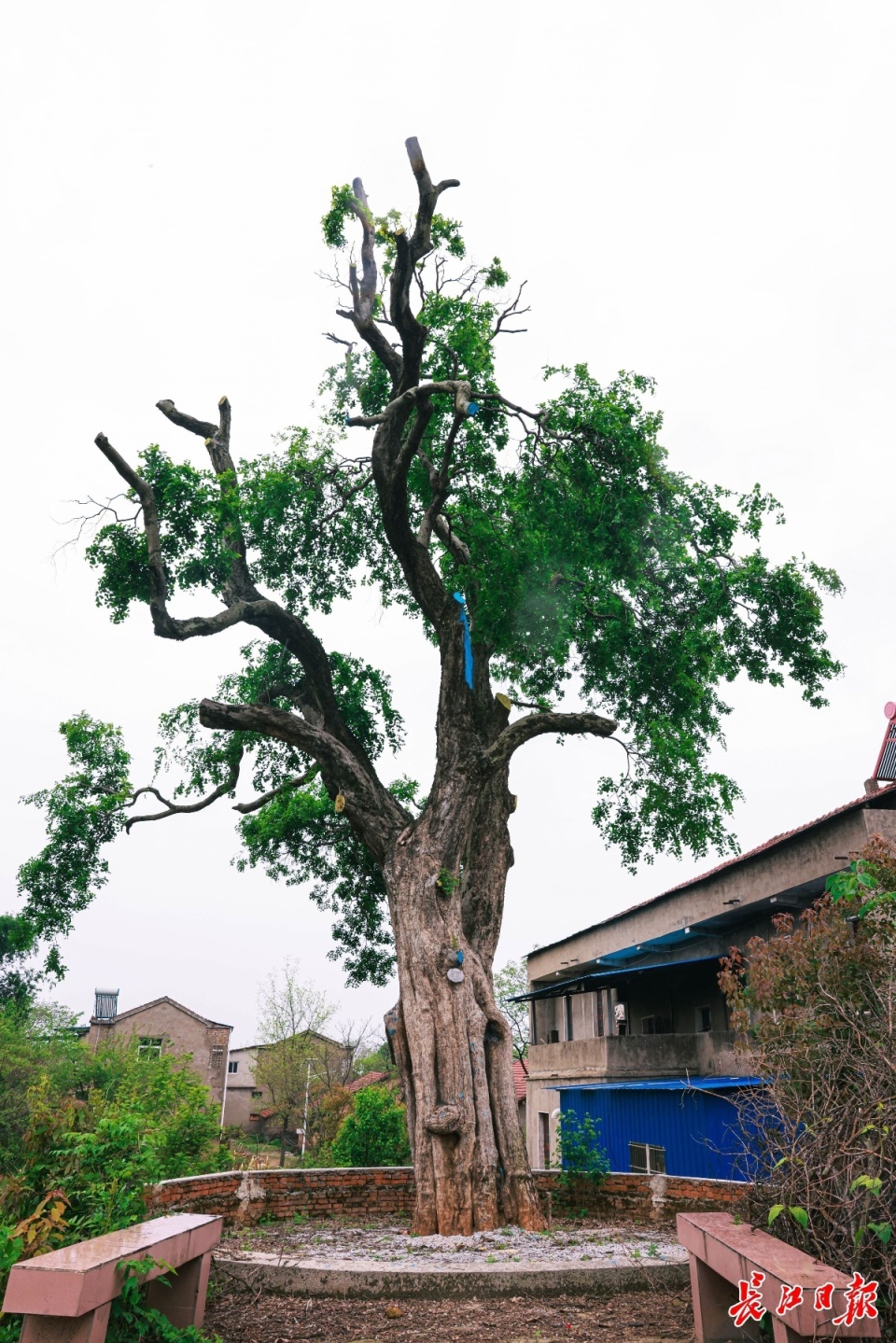 武汉12株千年古树很"受宠"_腾讯新闻