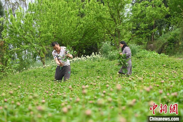 重庆垫江芍药鲜切花走俏远销欧美