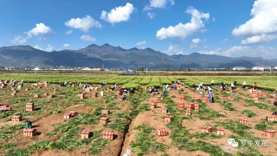 [南方生姜网-图片加载]