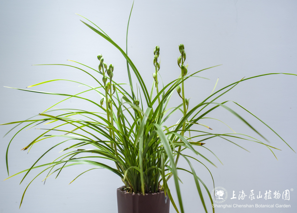 30余种精品蕙兰一次赏!蕙之华国兰特展持续至5月12日,欲赏从速噢