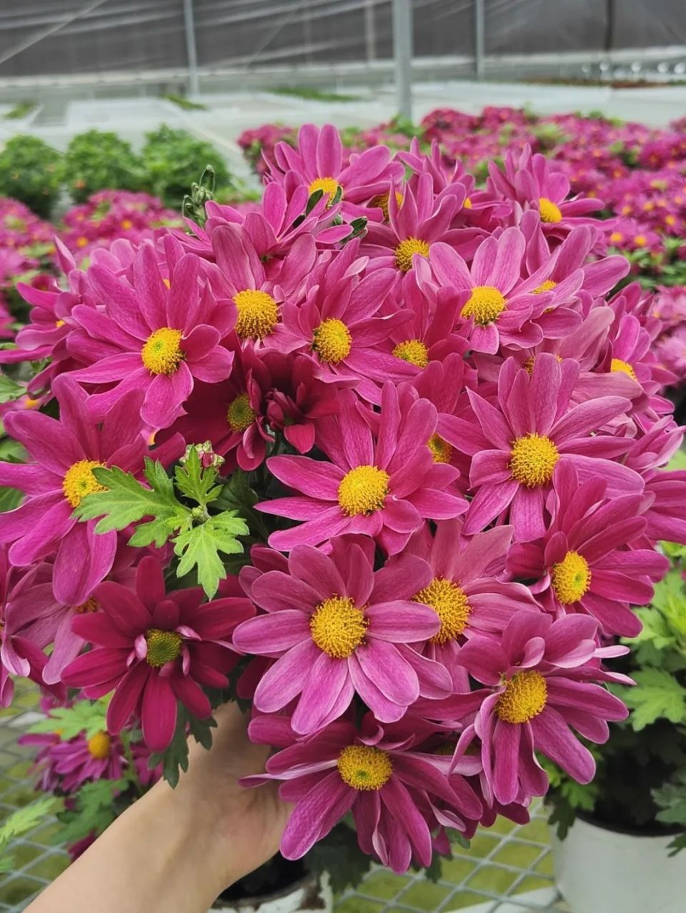 "花田喜事"到!4万平方米的花海别错过!_腾讯新闻