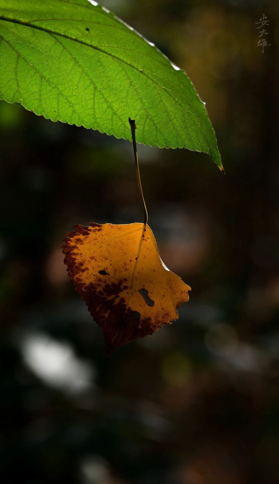 叶落知秋.-腾讯新闻