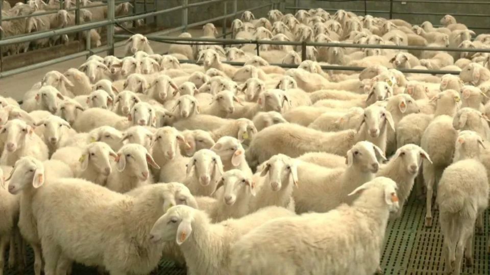 春秋季动物防疫筑牢"东乡贡羊"安全网_腾讯新闻