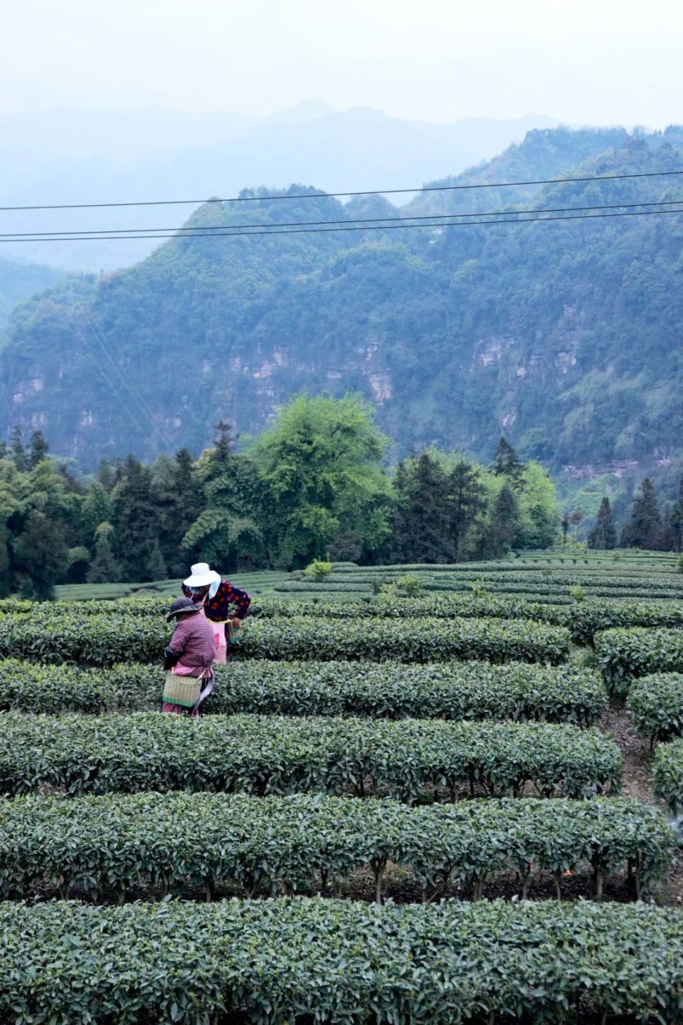 始阳镇九十村:春暖正当时,茶农采茶忙_腾讯新闻