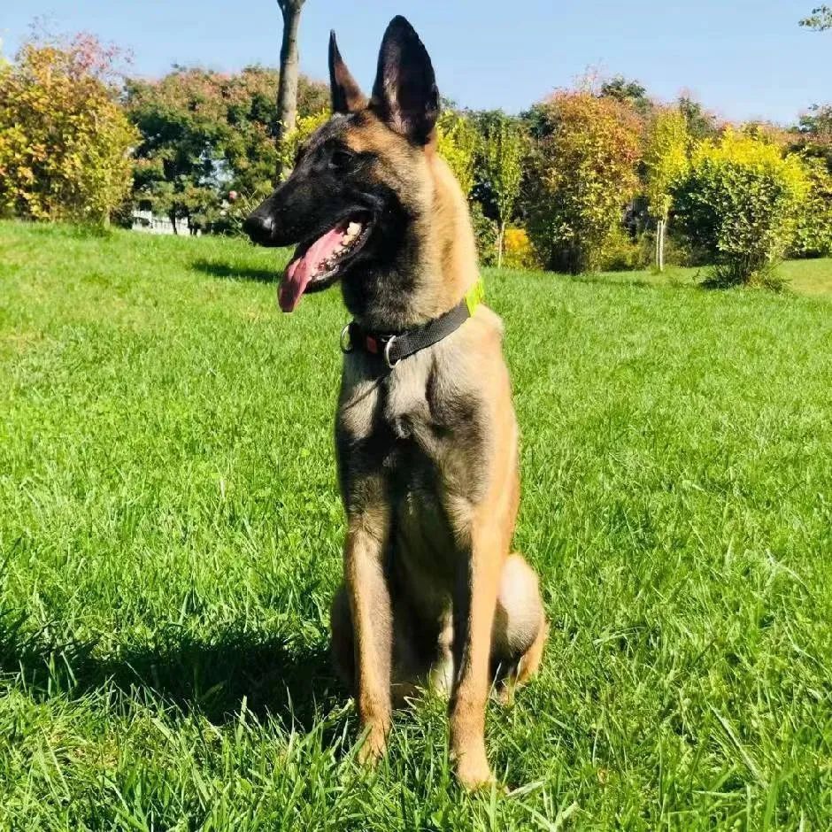 陕西警犬"巴克"荣获"公安部功勋犬"荣誉称号