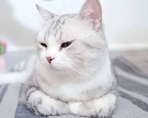 猫咪为什么经常眯着眼睛？_腾讯新闻