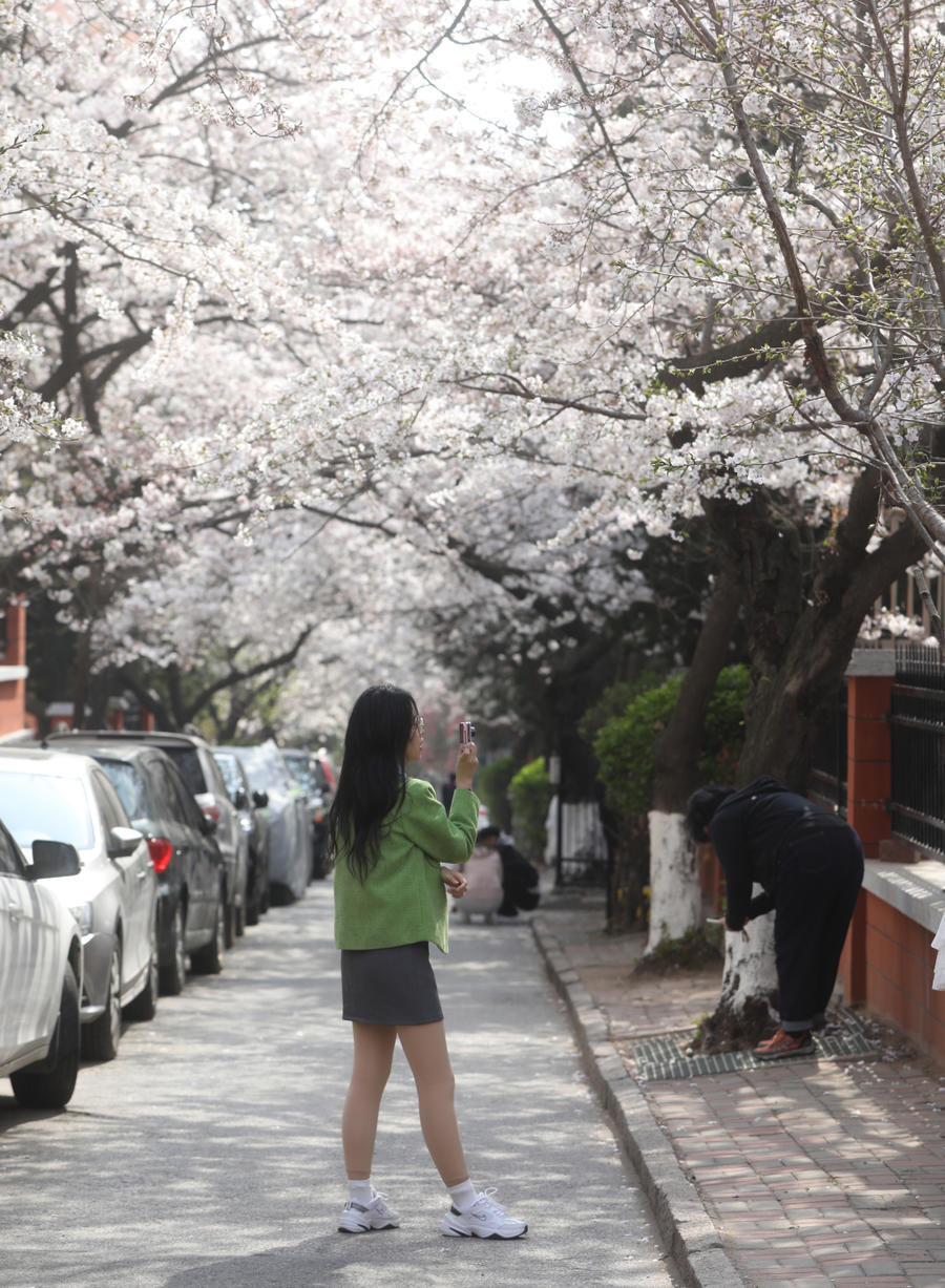 青岛樱花路图片