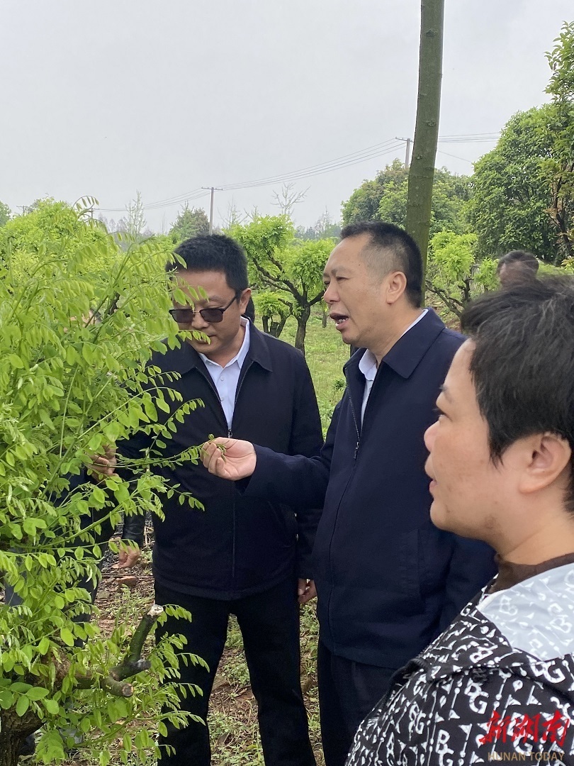 千亩聚宝山林 万亩青葱锦绣 ——记衡阳县返乡创业青年付平国