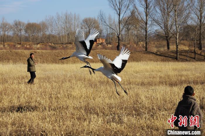 丹顶鹤现身内蒙古凉城岱海 实现"人鸟共生"_腾讯新闻