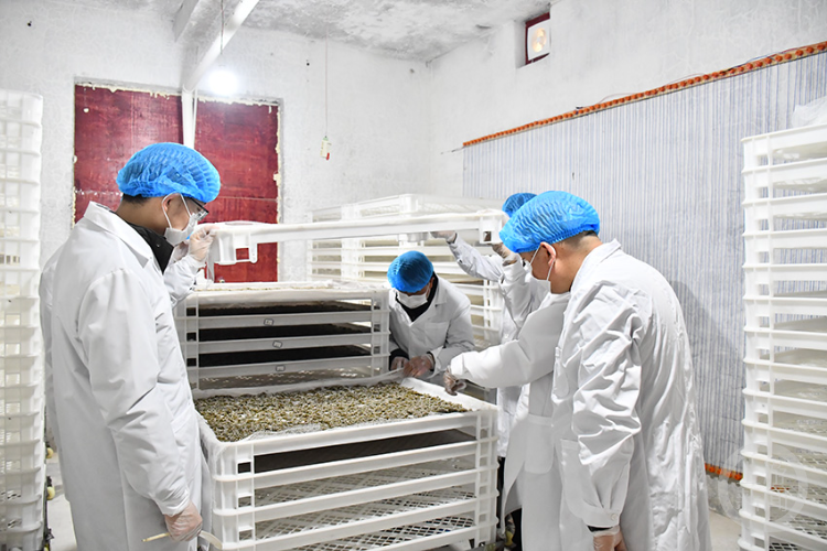 不吃桑叶吃“饼干” 全龄人工饲料养蚕实现生产应用_腾讯新闻