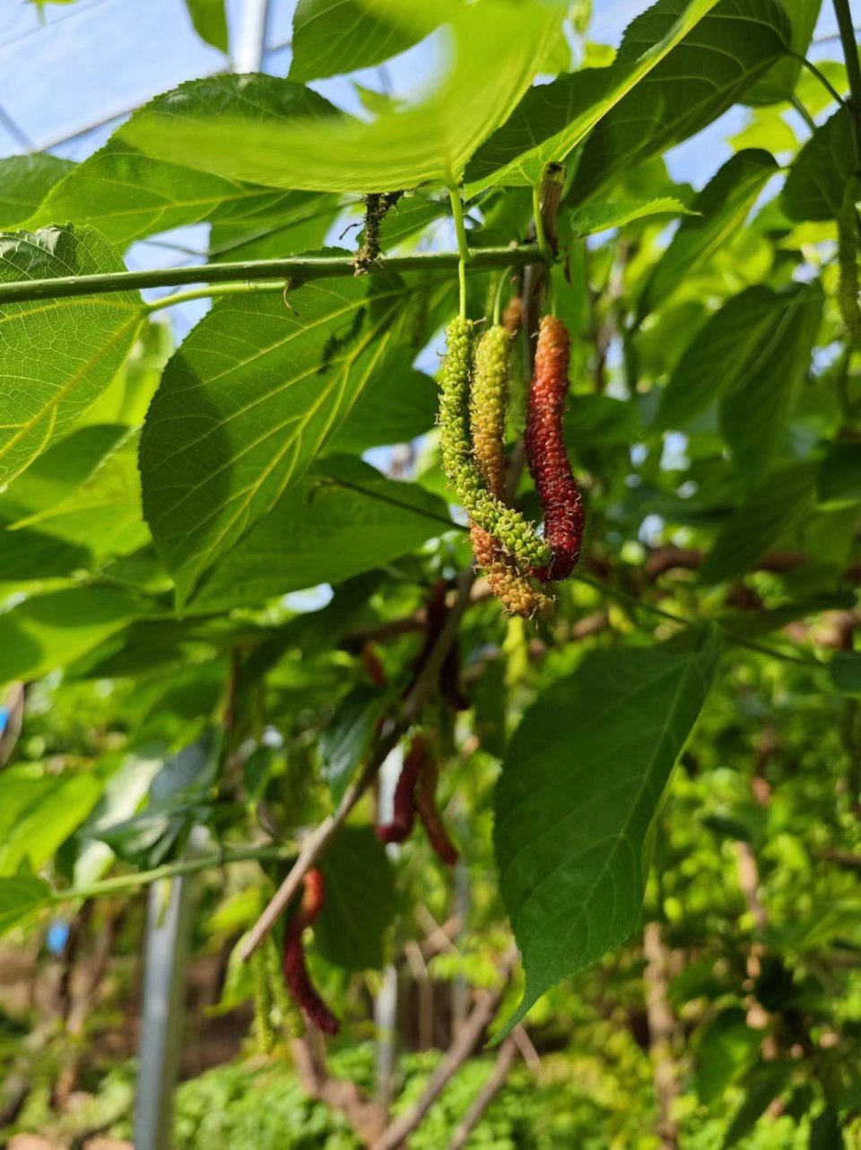 涞水北七山村紫珍珠撑起村民的钱袋子