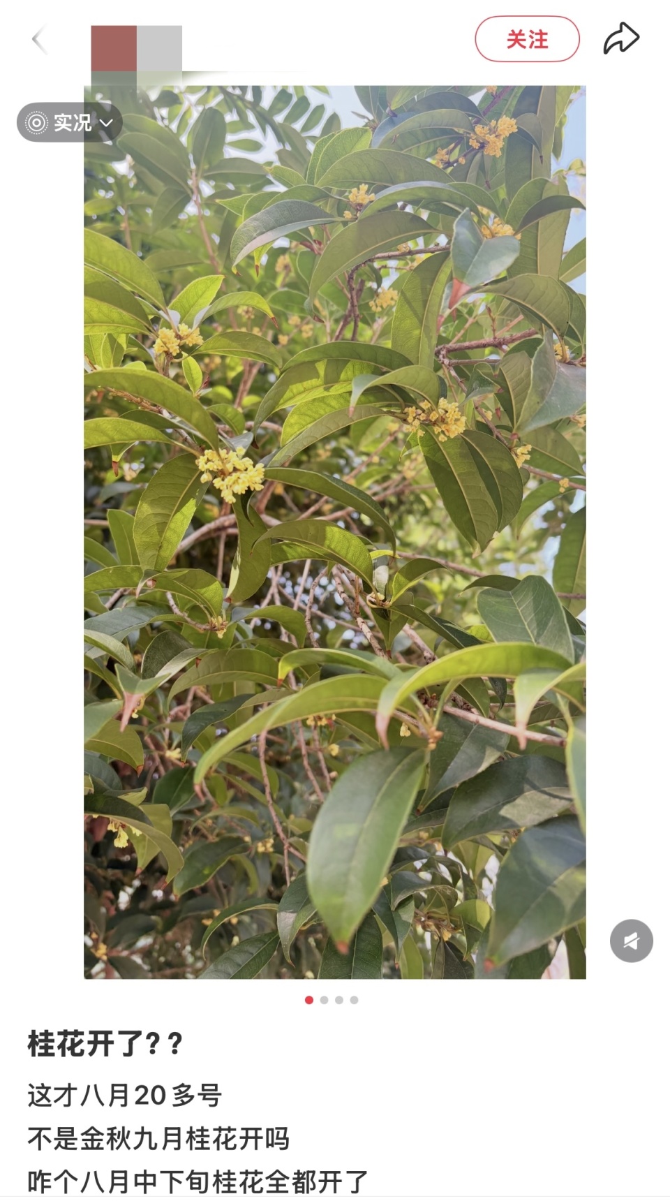秋意被桂花递到鼻尖！专家：今年成都桂花有望开3轮_腾讯新闻