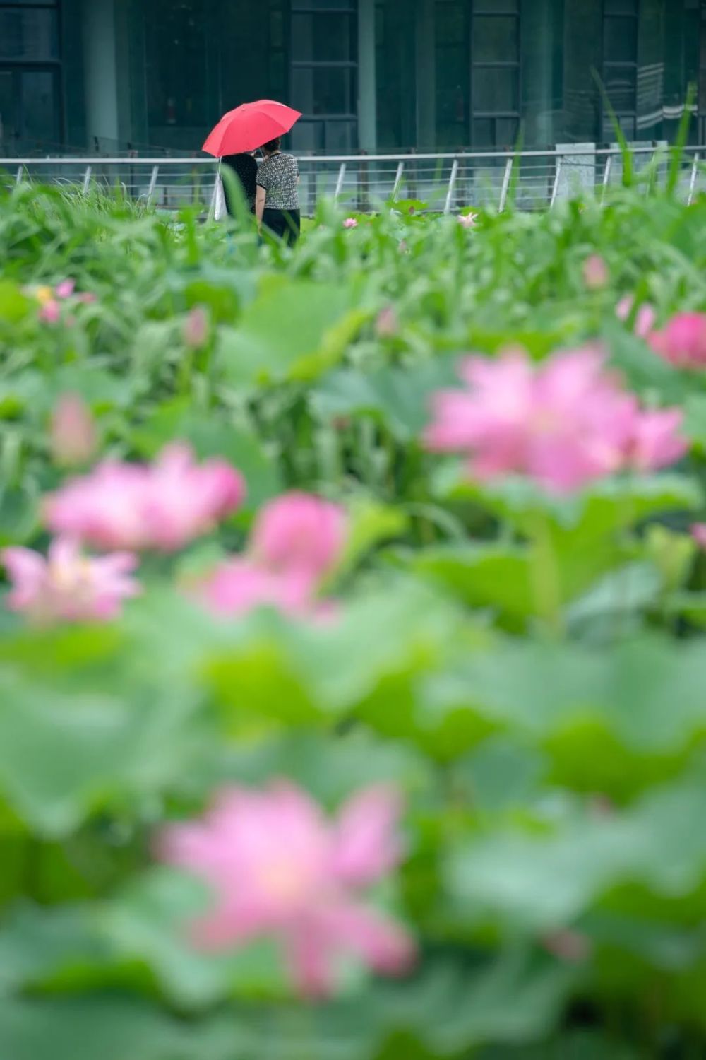 远香湖荷花图片