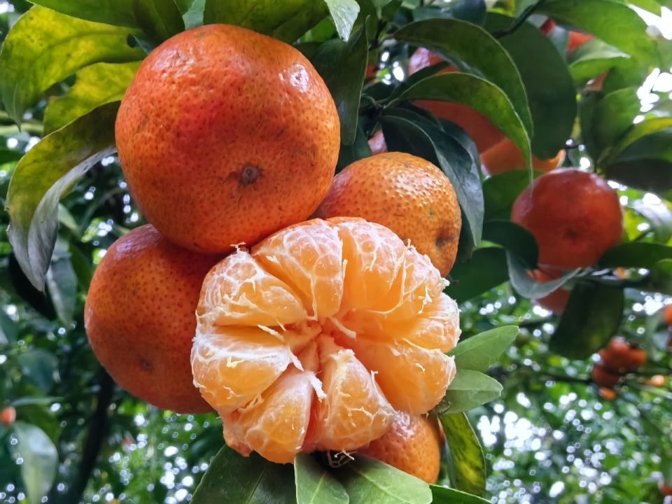 韶关始兴"橘"满枝头 砂糖橘"甜蜜"上市