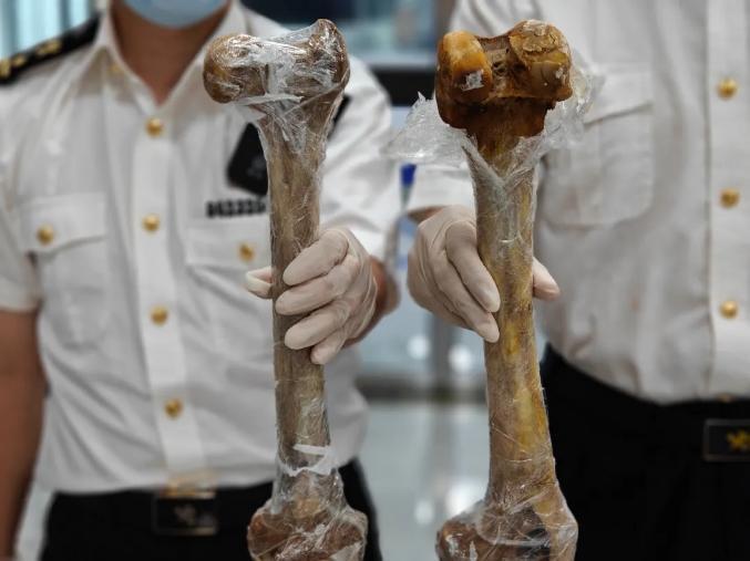 昆明河口海关查获两根狮骨