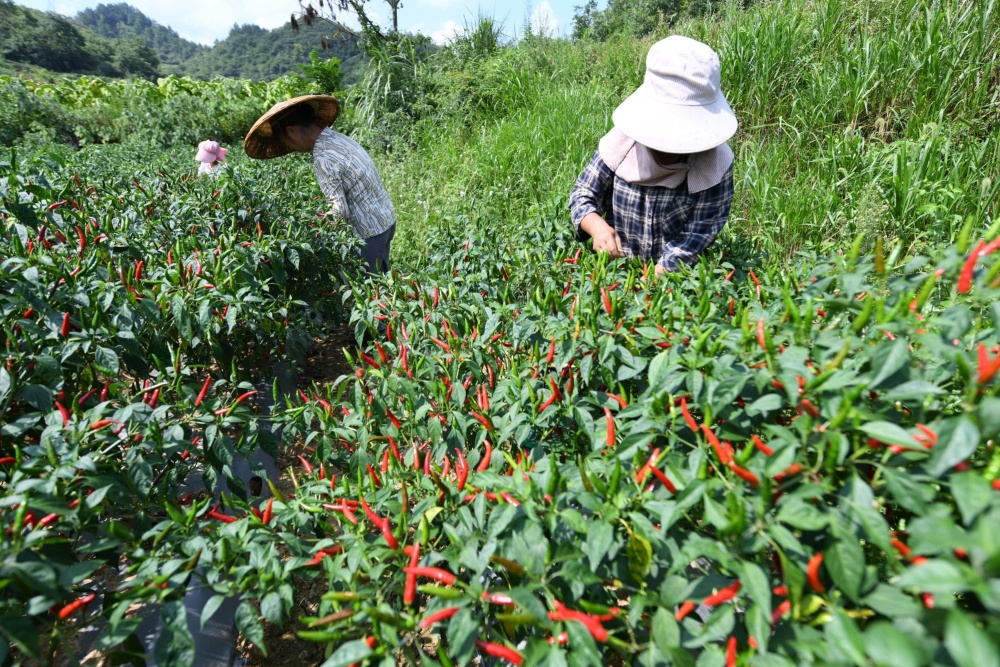 贵州黄平:辣椒丰收采摘忙 农户增收笑开颜