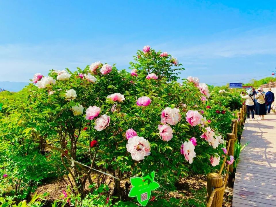 临洮曹家坪牡丹园