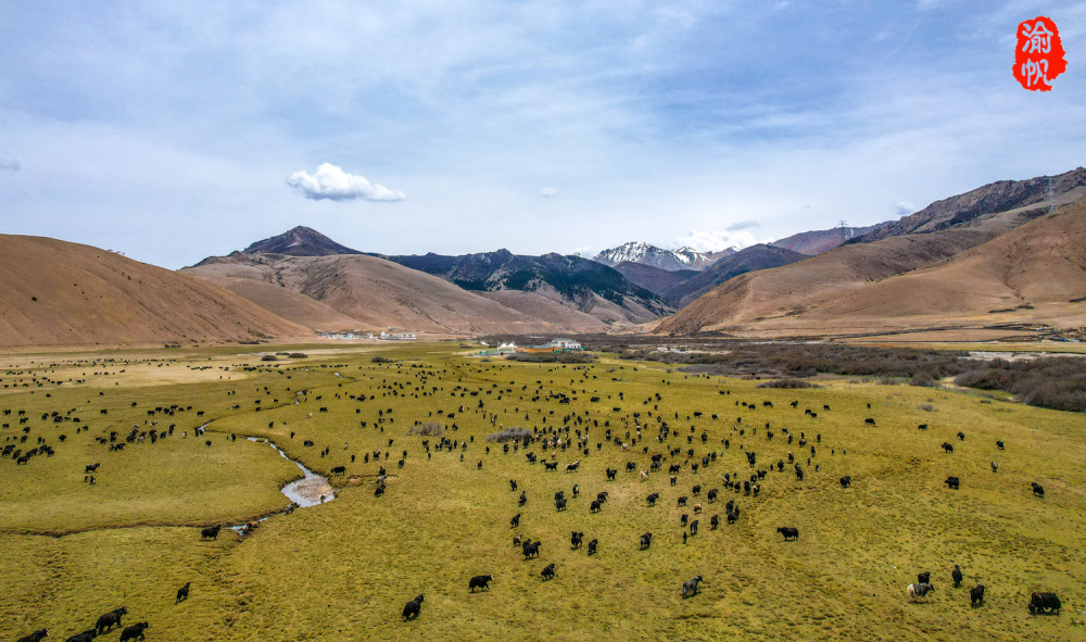 昌都之旅第四天:再游美玉大草原,雪山下碧草如茵牛羊成群,美如画卷