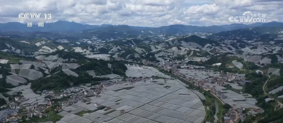 赣南脐橙市场价格查询表