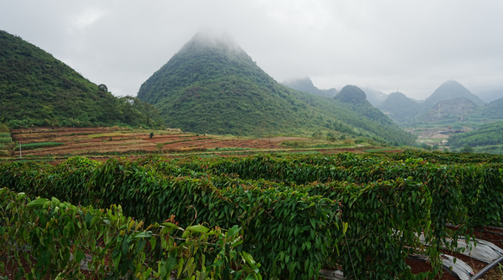 淮山图片大图 种植图片