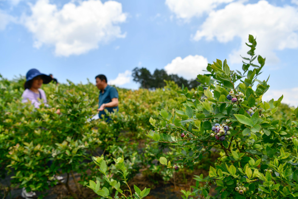 贵州麻江蓝莓开始采摘