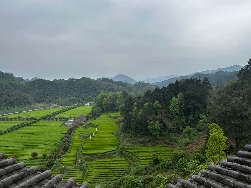 湖南沅陵:漫山吐新绿 茶香飘满城