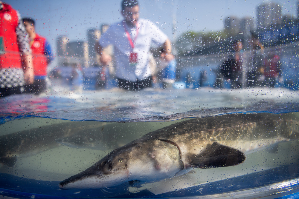 新华全媒丨20余万尾子二代中华鲟放归长江
