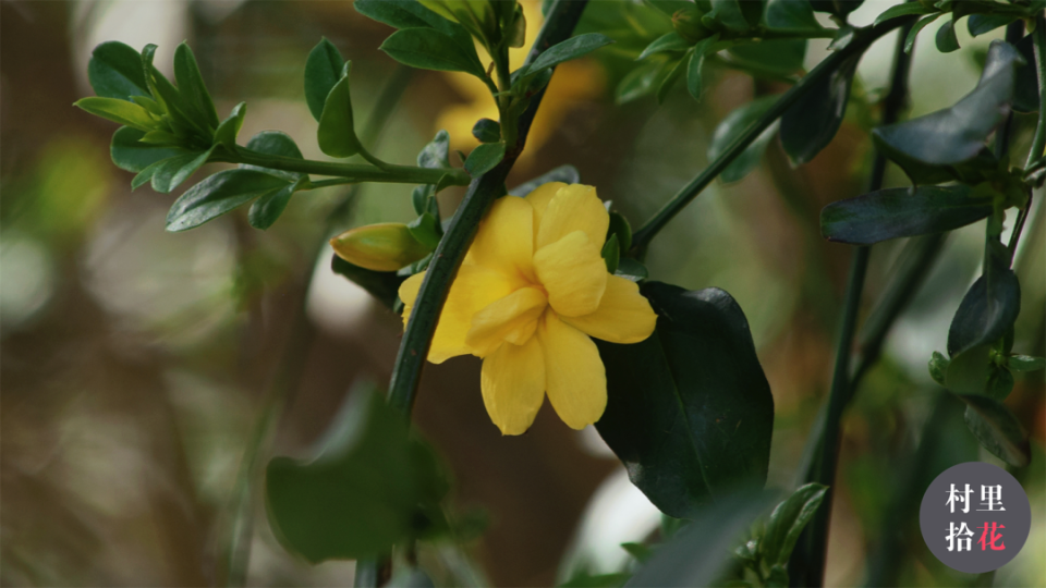 沿着这些花冠裂片往下的部分,是野迎春的花冠筒.