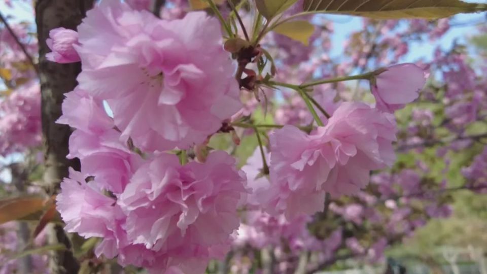 春游河北赏百花|河北科技大学樱花盛开 牧星湖畔落下粉色花雨_腾讯