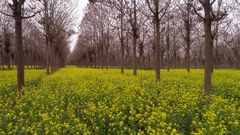 高清图集又见焦桐花开