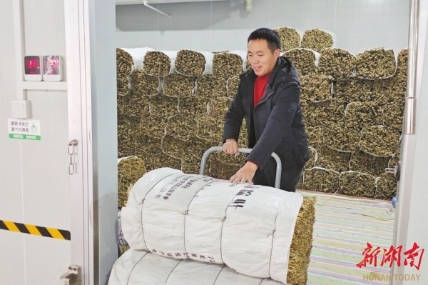 何六军将烘干的蓼叶放入冷库储存.